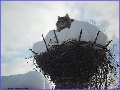 котоаист.jpg