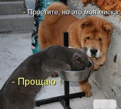 миска.jpg