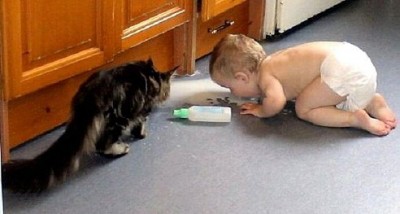 котята.jpg