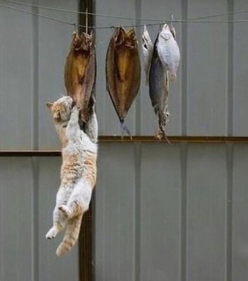 кот-рыбак.jpg