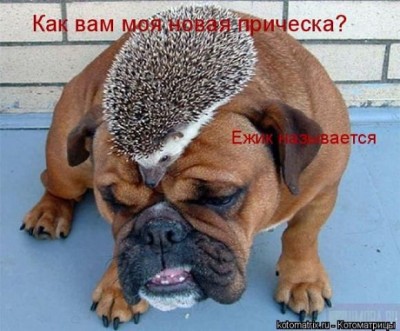 ёжик.jpg