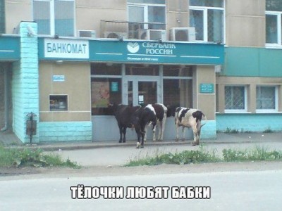 телочки.jpg