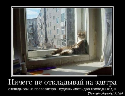 кот-в окне.jpg