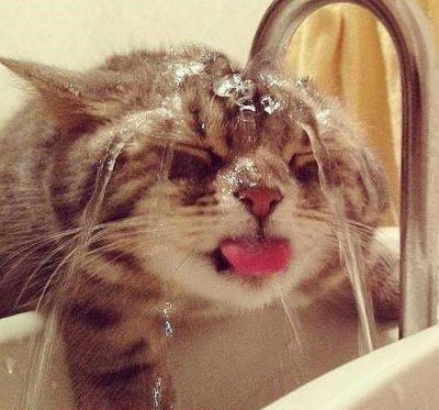 кот пьет.jpg