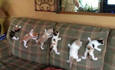 котята.jpg