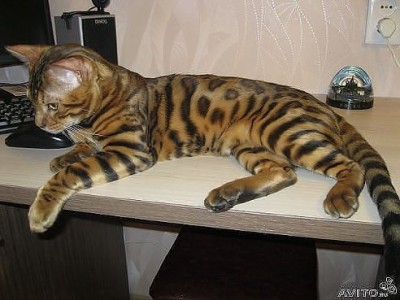 бенгальский кот.jpg
