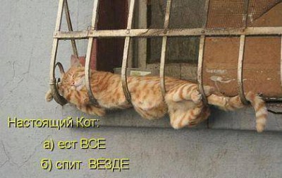 настоящий кот.jpg