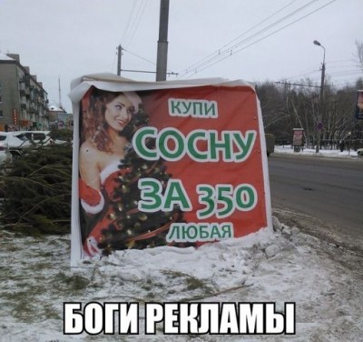 сосна.jpg