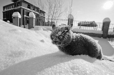 снежный кот.jpg