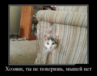 мышей нет.jpg