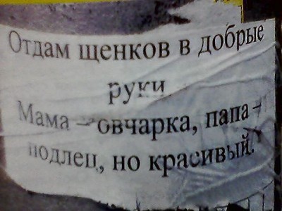 отдам щенков.jpg