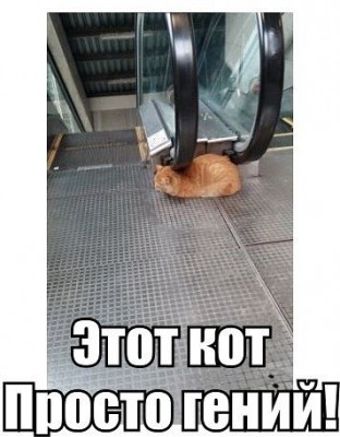 кот-гений.jpg