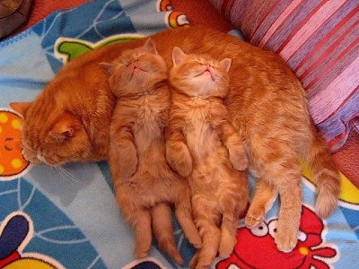 котики.jpg