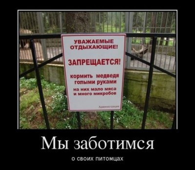 кормить медведя.jpg