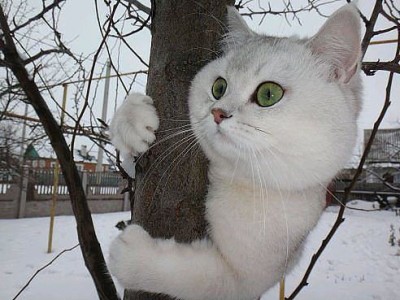 беляк.jpg