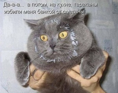 Котяра-жулик.jpg