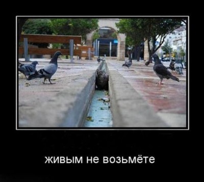 живым не возьмете.jpg