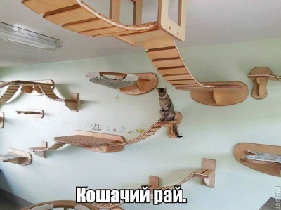 кошачий рай.jpg