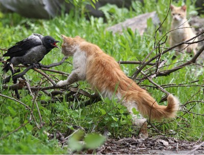 кот и ворона.jpg