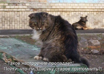 бандит.jpg