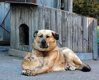 кошка с собакой.jpg