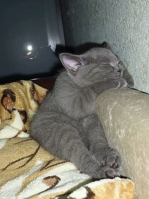 котенок.jpg