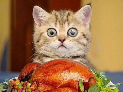 кот и курица.jpg
