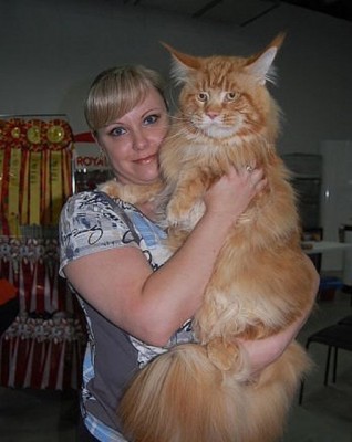 котейка.jpg