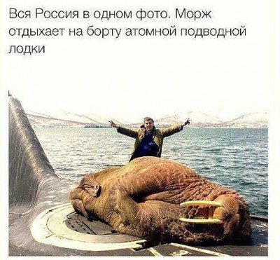 морж.jpg