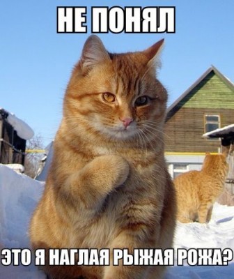 не понял.jpg