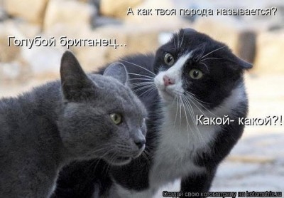 голубой бртанец.jpg