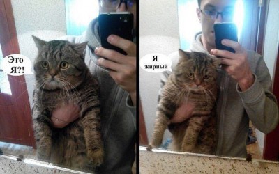 жирный.jpg