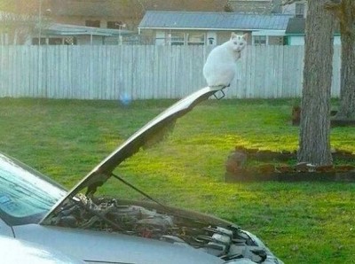 кошак.jpg