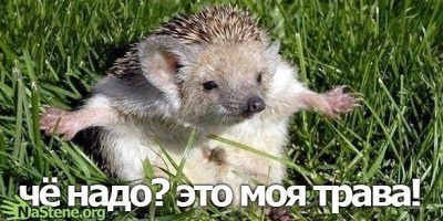 моя трава.jpg
