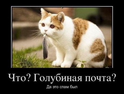 спам.jpg