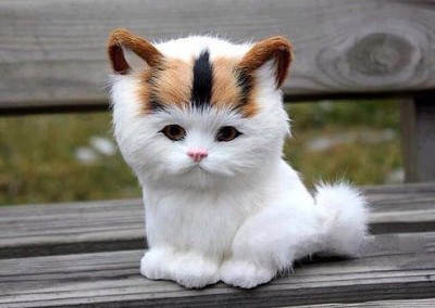котейка 1.jpg