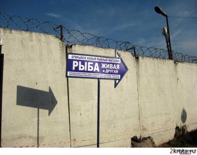 рыба.jpg