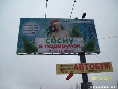 сосну.jpg