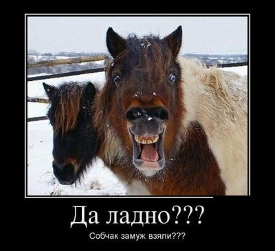 собчак.jpg
