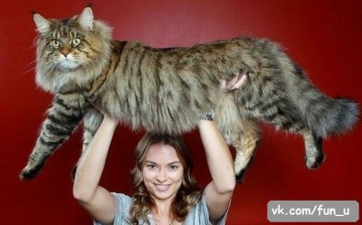котяра.jpg
