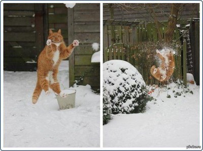 шальной кот.jpg