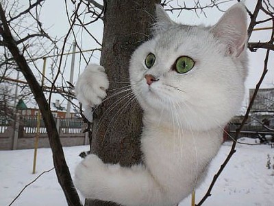 кот.jpg
