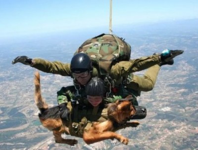 1346266519_dogs_war_59.jpg