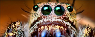 spider.jpg (64.23 КБ) 9060 просмотров spider.jpg