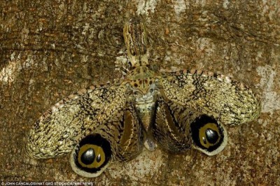 107451790_1350965650_camouflage_07.jpg