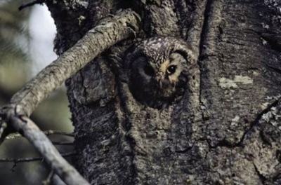 owl-wallpaper.jpg