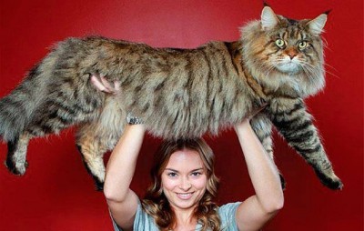 мейн кунcatmy.jpg