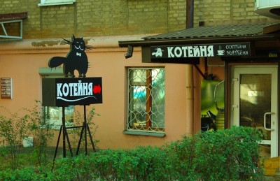 котейня.jpg