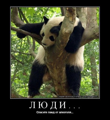 пандаI.jpg