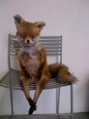 Fox_front_HD.jpg (418.41 КБ) 8990 просмотров Fox_front_HD.jpg